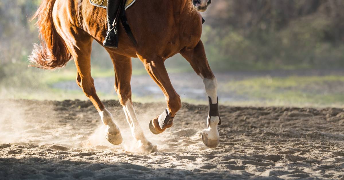 A close-up of a brown horse with white legs running through the dirt in a competitive environment. The rider's legs are visible.
