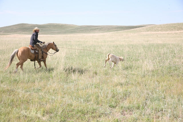 Ranch Ropes at Coolhorse