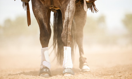 How to Protect Your Horse’s Legs: A Guide to Splint Boots, Bell Boots, and More