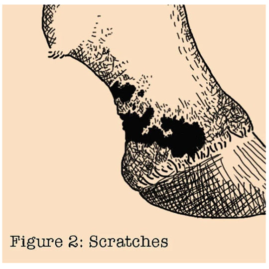 Absorbine Fungasol Ointment 13oz