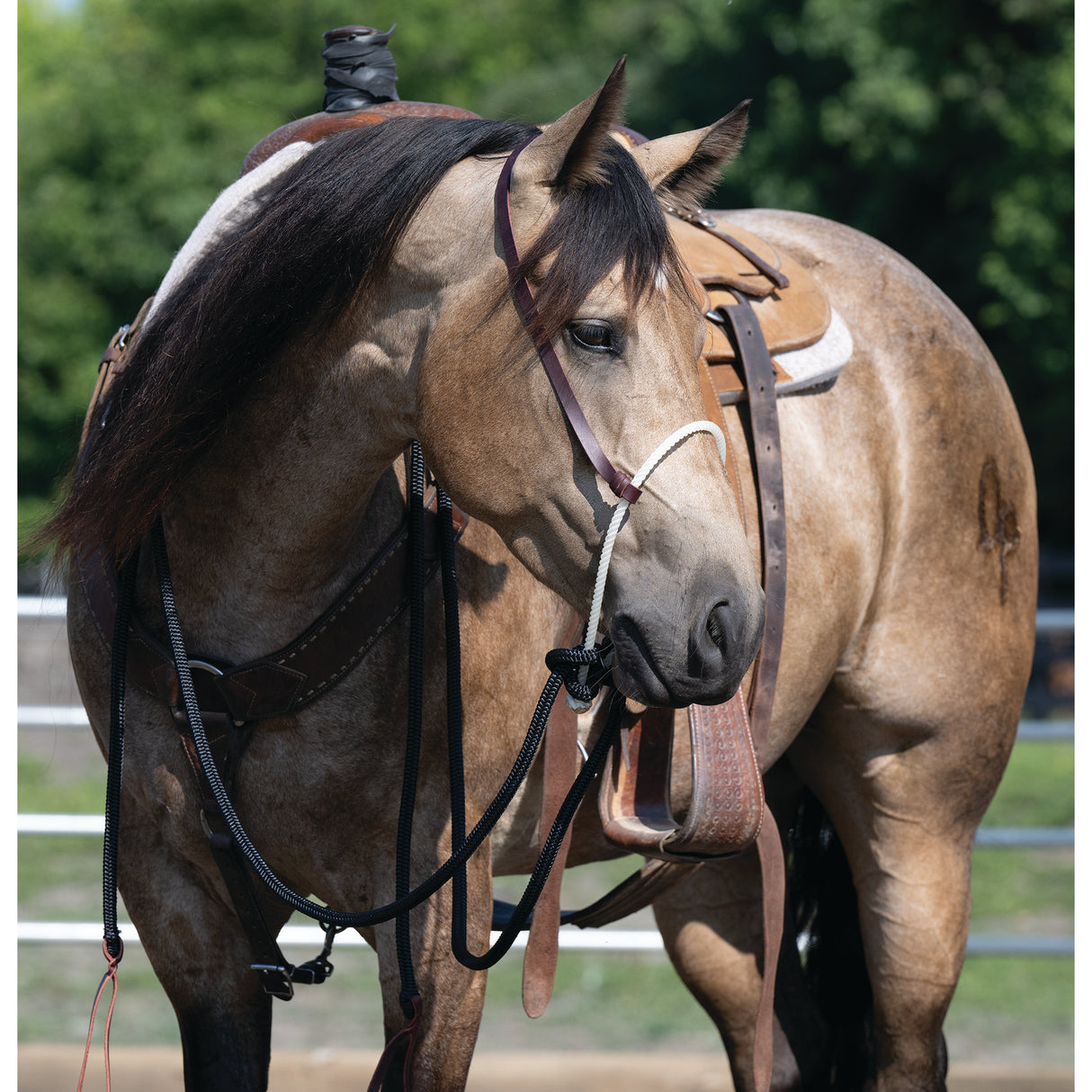 Weaver Leather Loping Hackamore with Split Reins