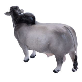 Little Buster Toys Brahman Bull