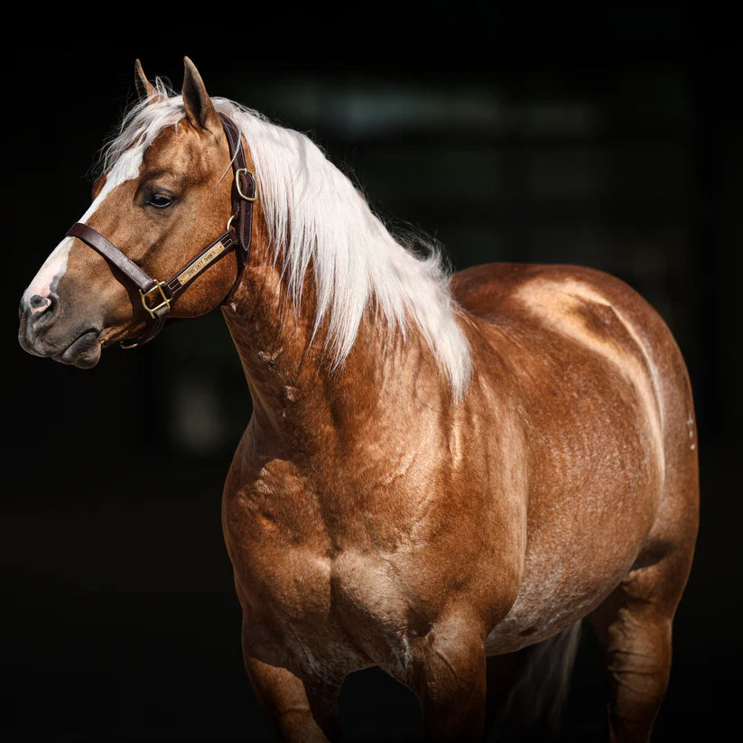 Solo Select SoGlo: Equine Whitening Shampoo- 32oz.
