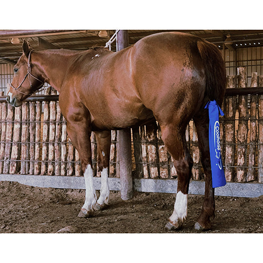 Coolhorse Lycra Tail Bag-Blue