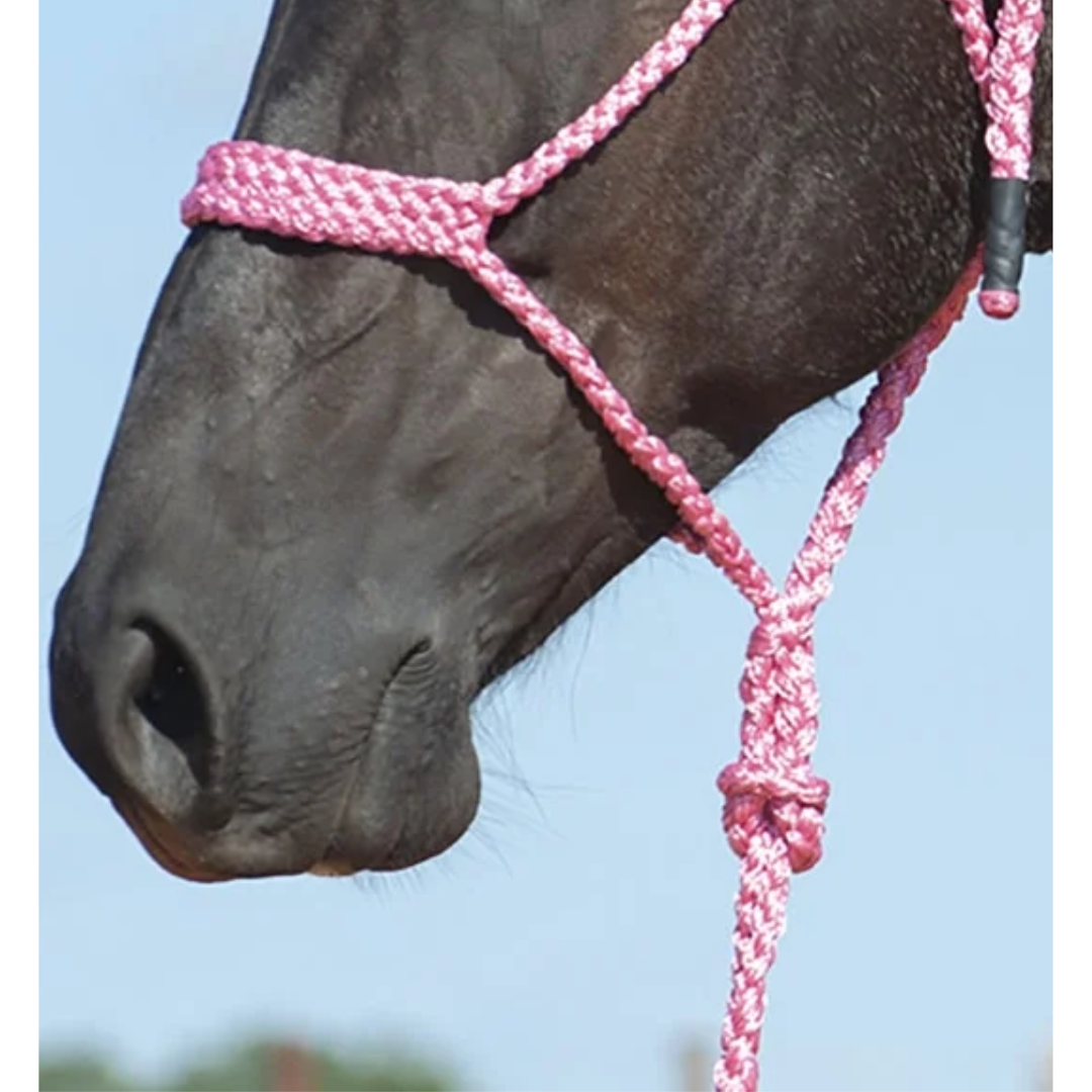 Cashel Flat Braid Halter with Lead Rope- Pink