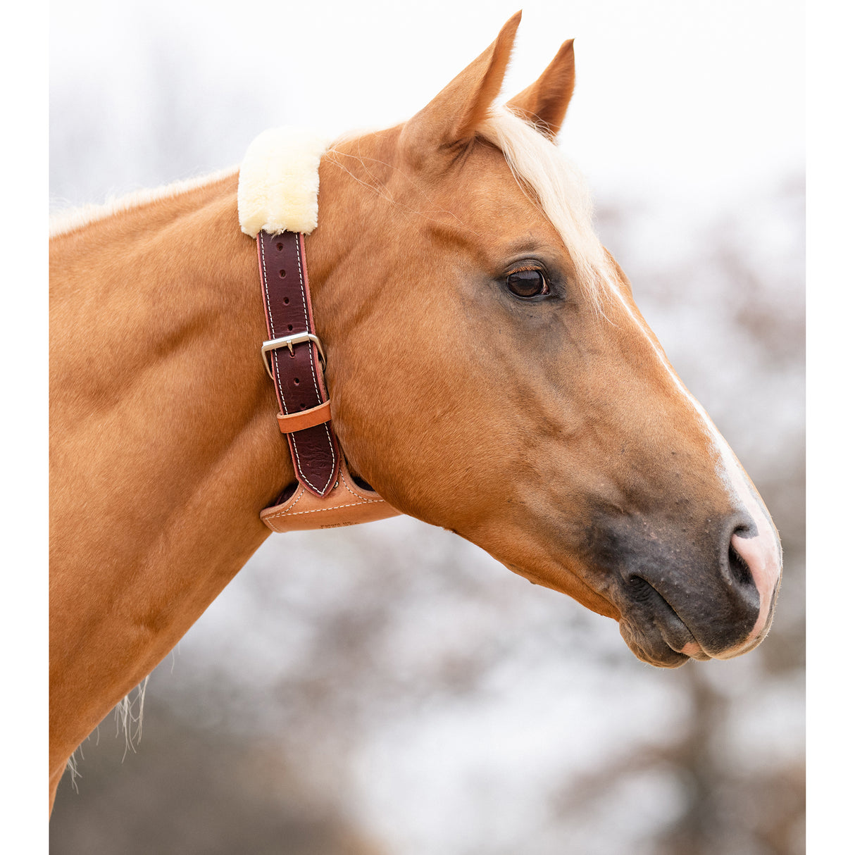 Professional's Choice "The Dare" Cribbing Collar