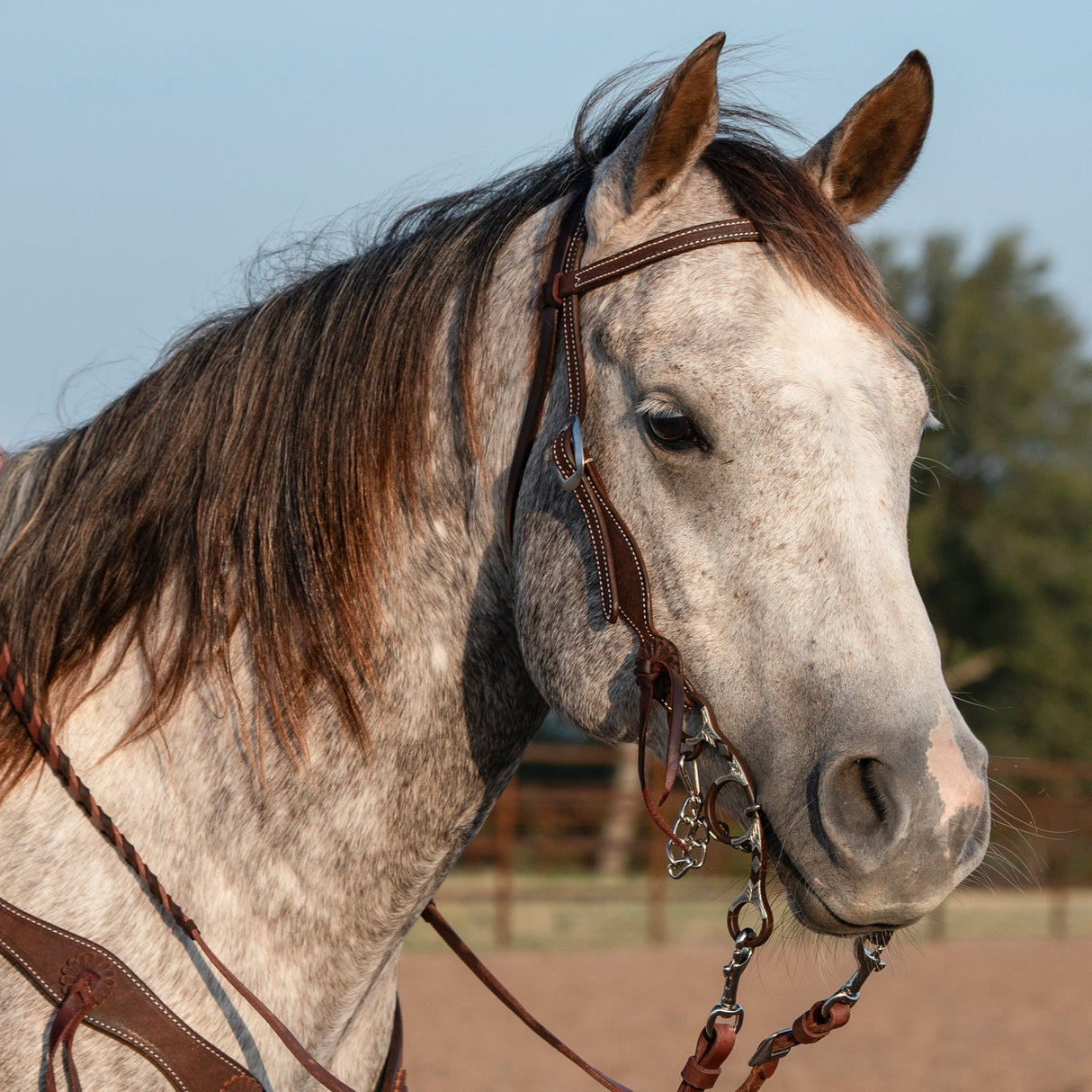 Martin Saddlery Chocolate Roughout Browband Headstall