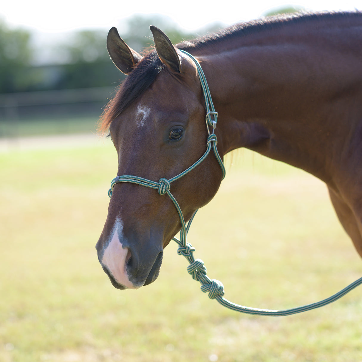 Professional's Choice Easy On Rope Halter with Lead Rope- Emerald