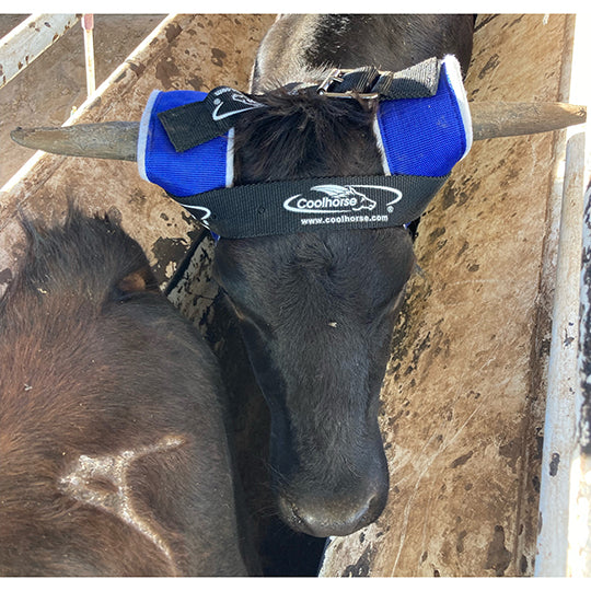 Coolhorse Horn Wrap Deluxe by Professional's Choice For Team Roping Steers