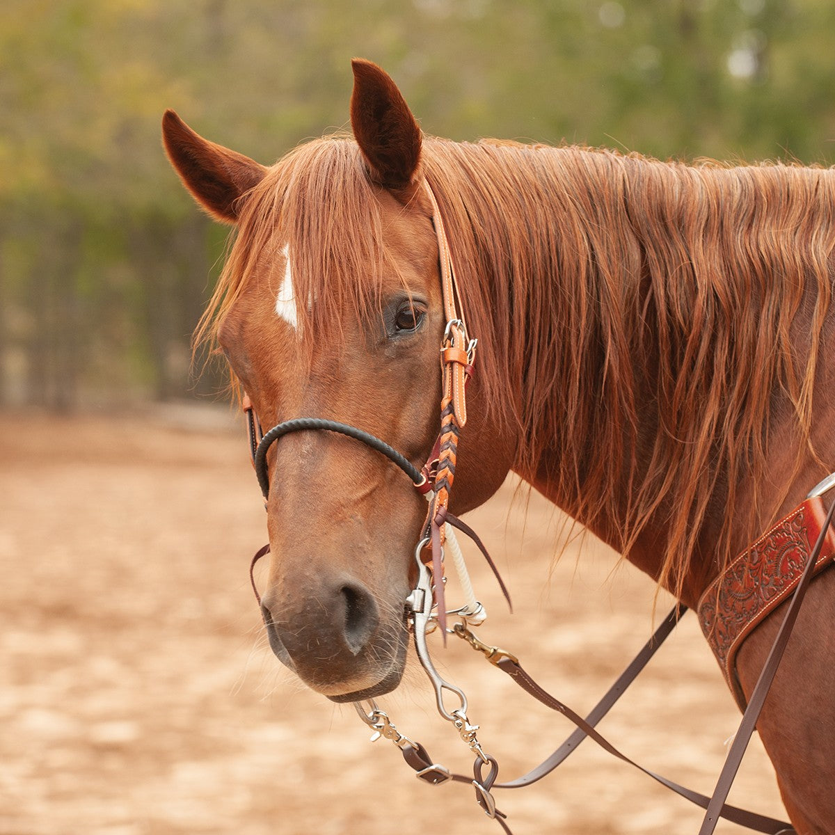 Martin Saddlery Single 1/2" Rope Noseband w/ Shrinkwrap