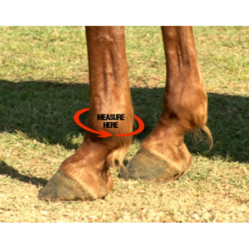 Iconoclast Front and Hind Orthopedic Boot Combo Pack- Black