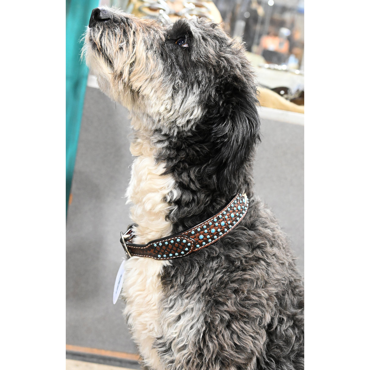 Rafter T Ranch Co. Dog Collar with Turquoise Spots and Rawhide Arrows