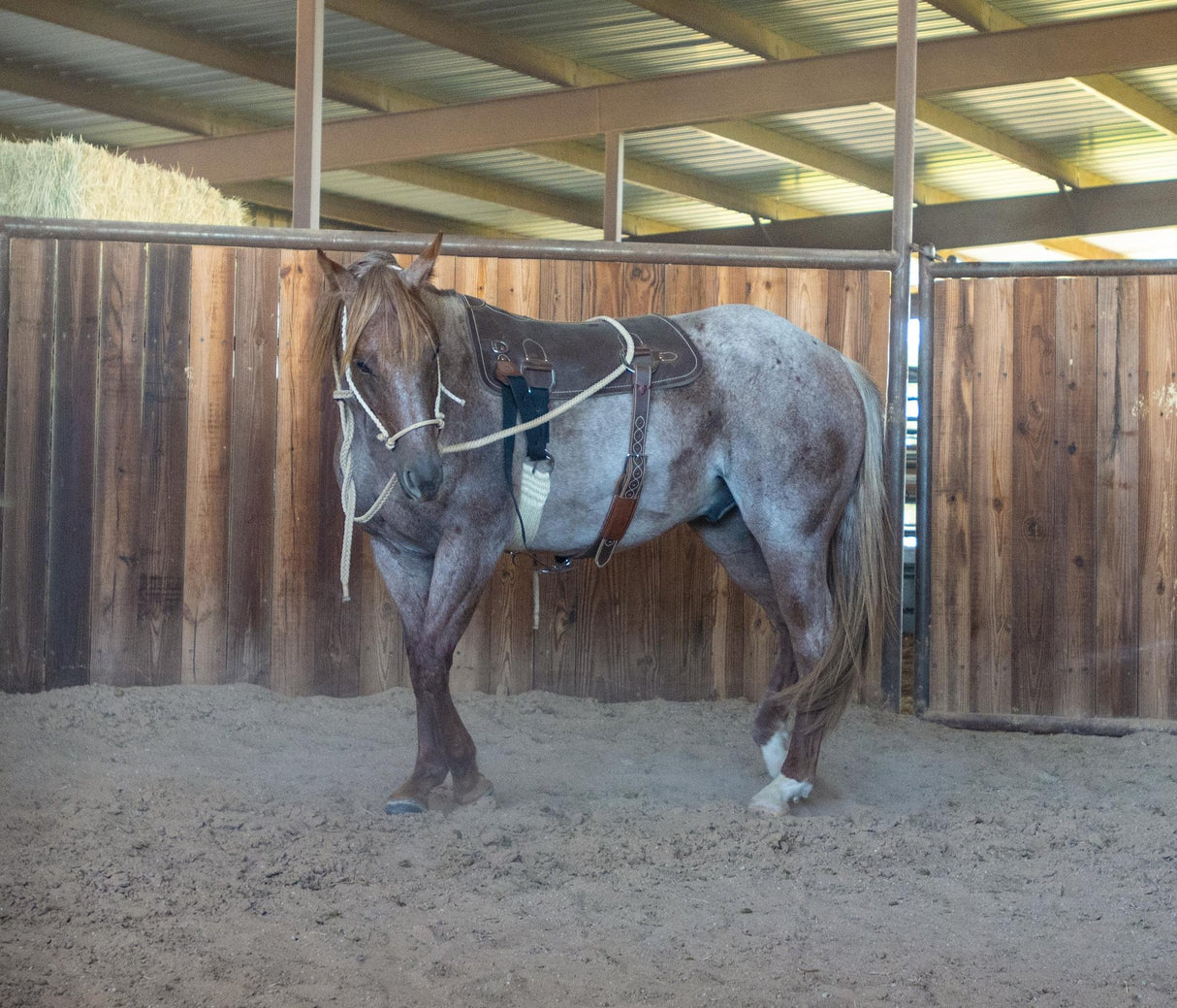 Martin Saddlery Colt Starting Training Pad
