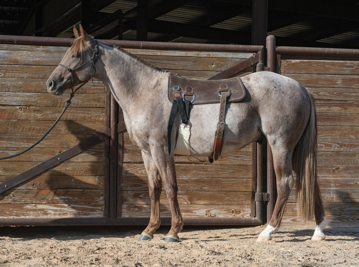 Martin Saddlery Colt Starting Training Pad