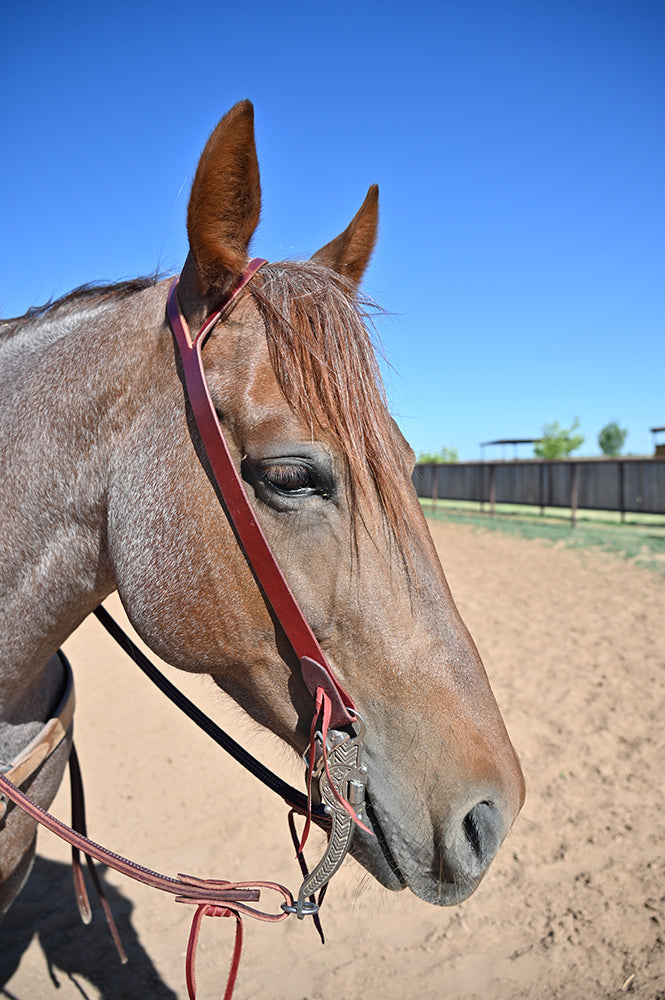 Coolhorse Leather Working Cowboy 1" Latigo Split Ear Headstall- Handmade in Amarillo, TX