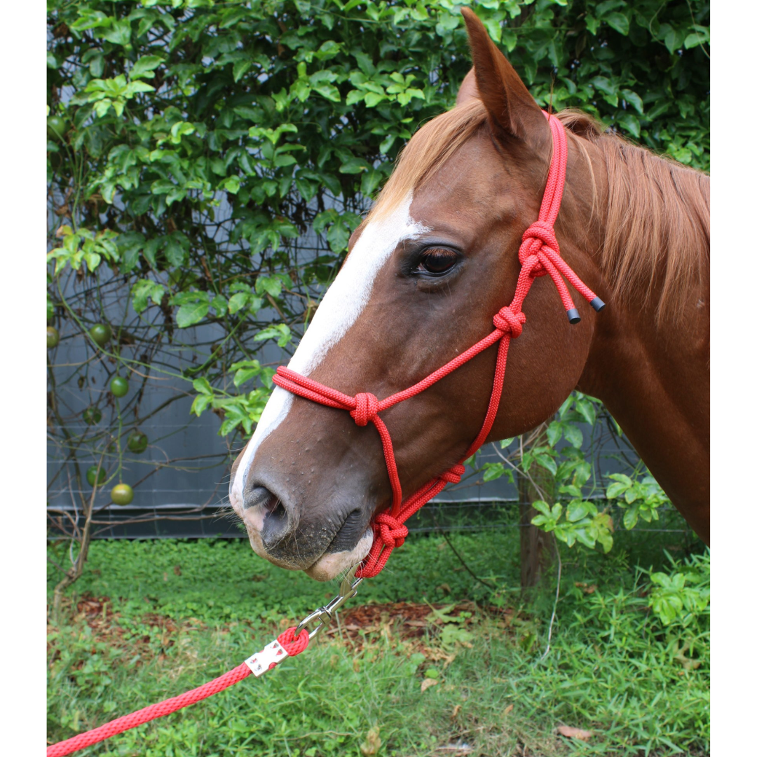 Tough 1 Mini Rope Halter with Lead Rope- Red