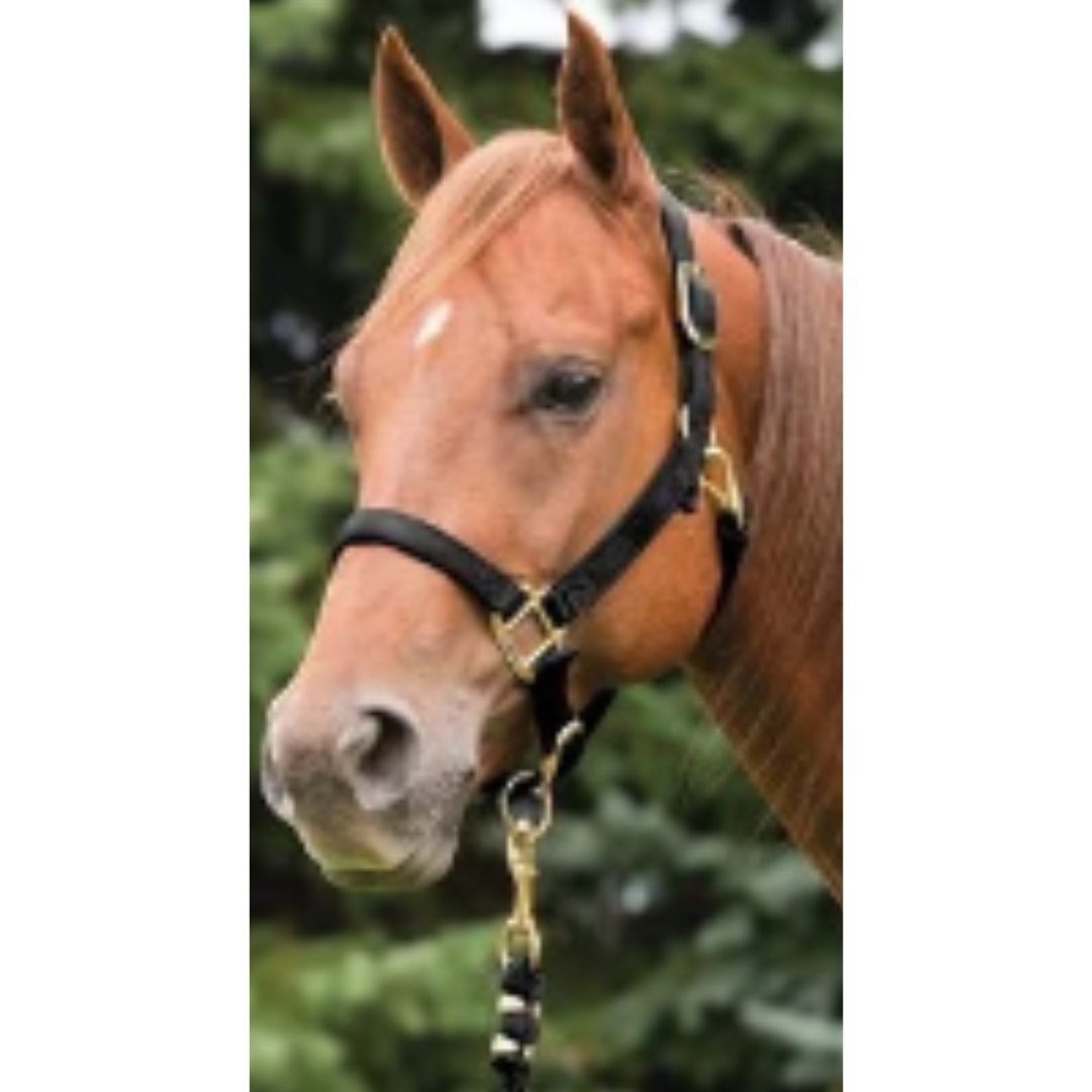Weaver Leather Black Nylon Foal Halter