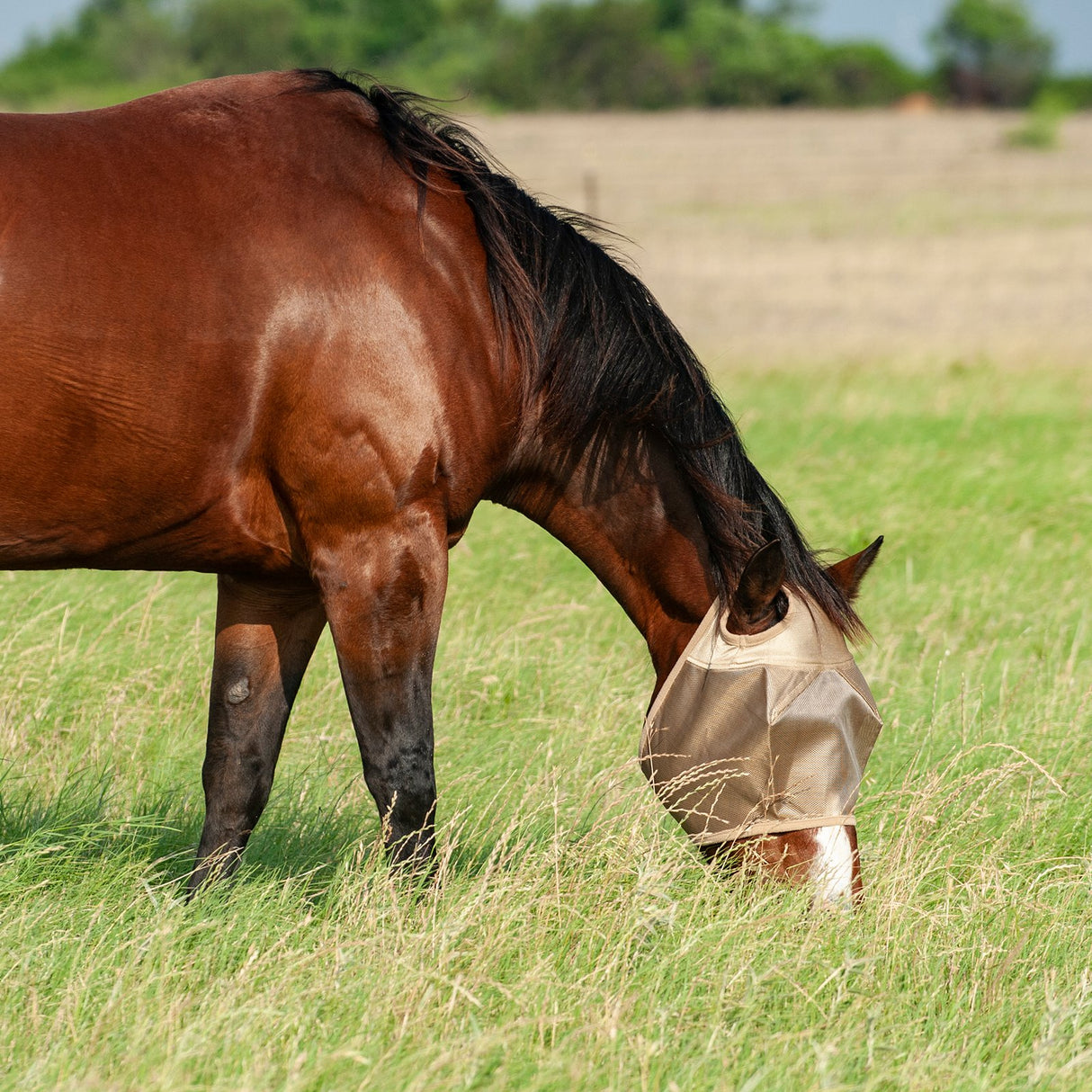 Cashel Econo Average Horse Sized Fly Mask