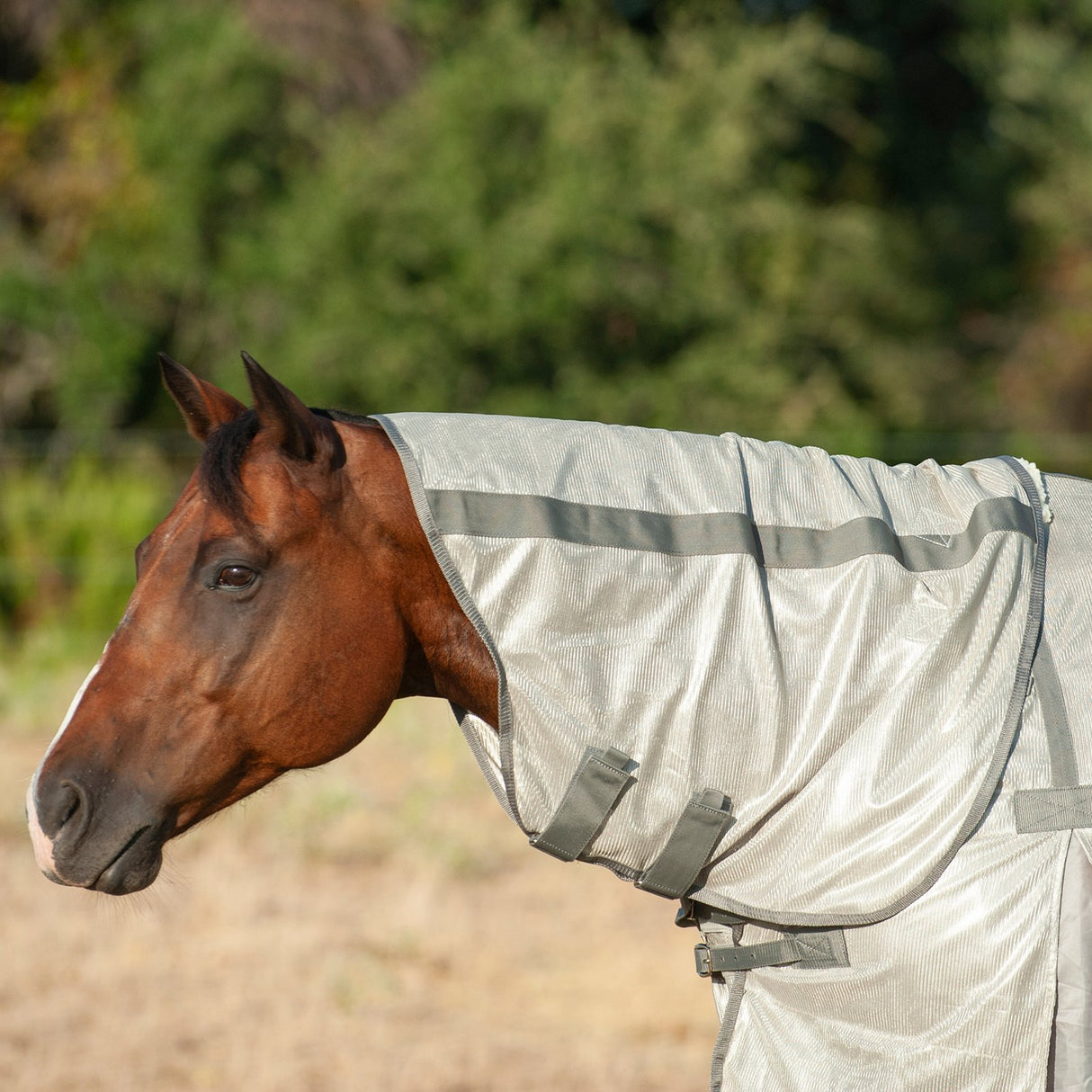 Cashel Econo Fly Sheet with Detachable Neck Guard