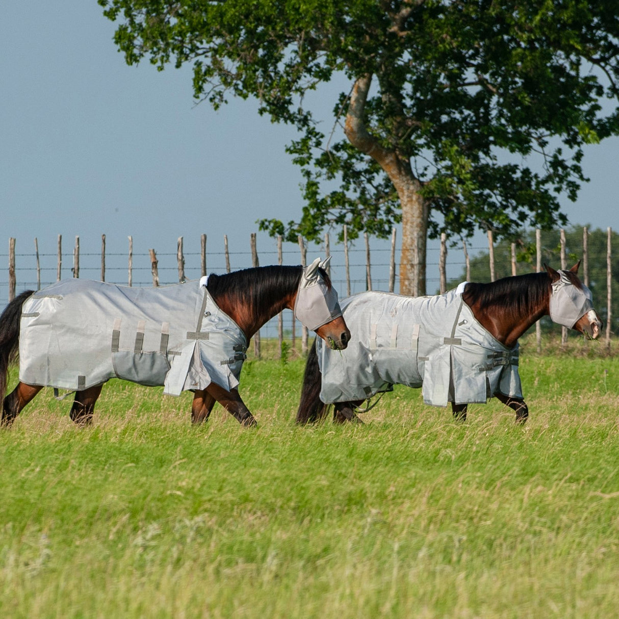 Cashel Lightweight Fly Sheet