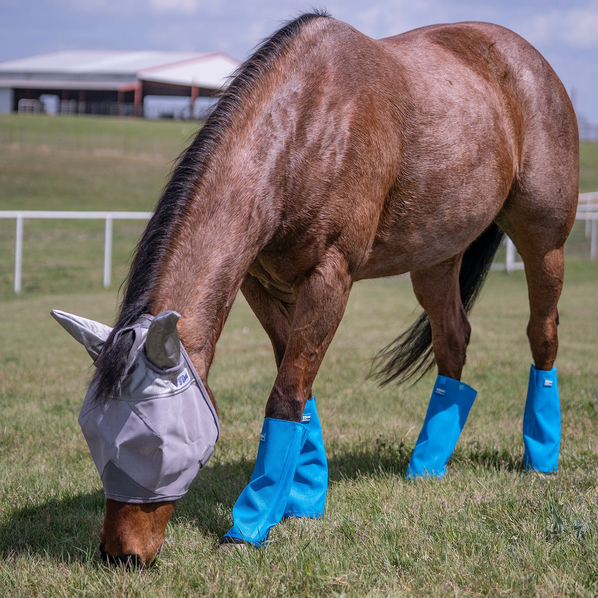 Cashel Crusader Blue Fly Leg Guards- Set of 4