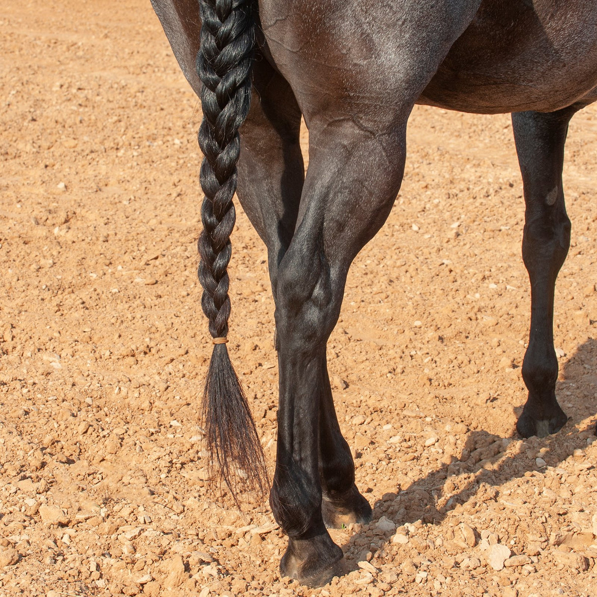 Classic Equine Tail Rubber Bands- 50 Count