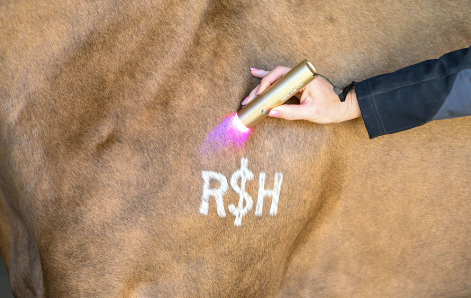 XLR8 Equine Redline Ignite Handheld Therapy Light