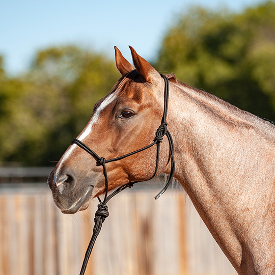 Classic Equine Solid Rope Halter with 9' Lead Rope- Black