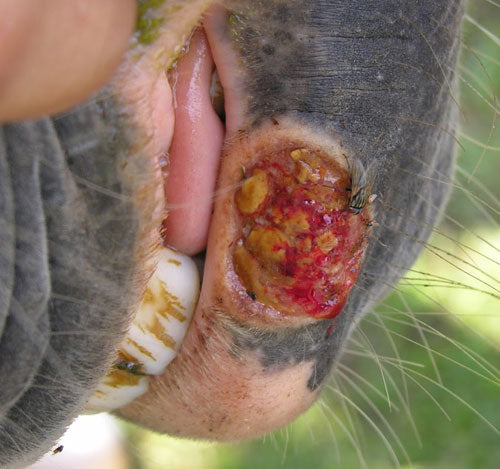 Vesicular Stomatitis In Horses In Texas Counties