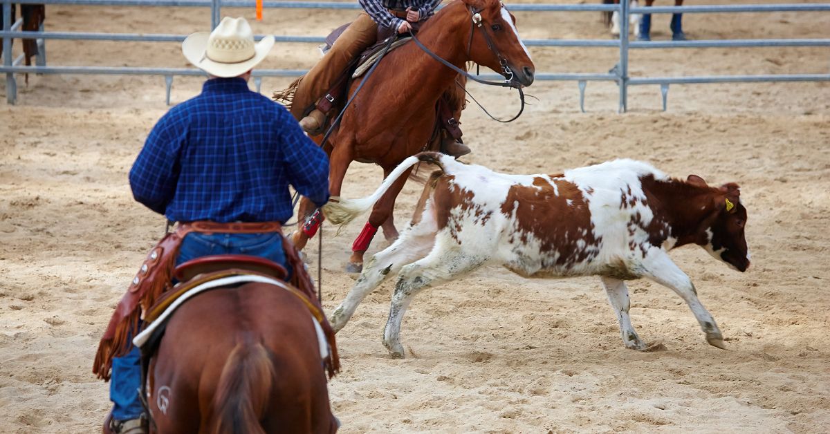A western rodeo team roping competition is underway. Two riders seek to rope a steer with white fur and brown spots.