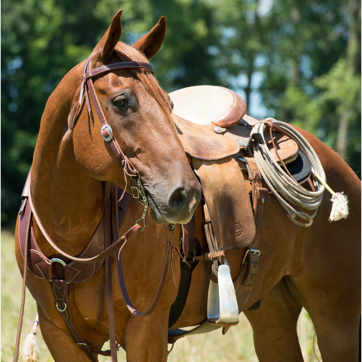 Weaver Leather Working Tack Single-Ply Browband Headstall