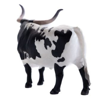 Little Buster Black and White Texas Longhorn Steer