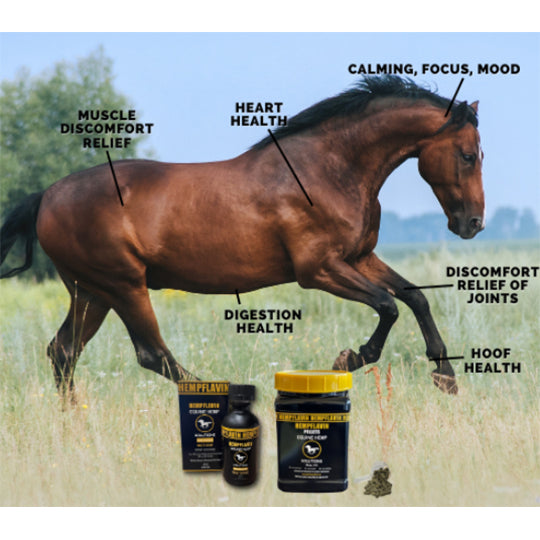 Equine Hemp Solutions Hempflavin 900MCG- Single Dose