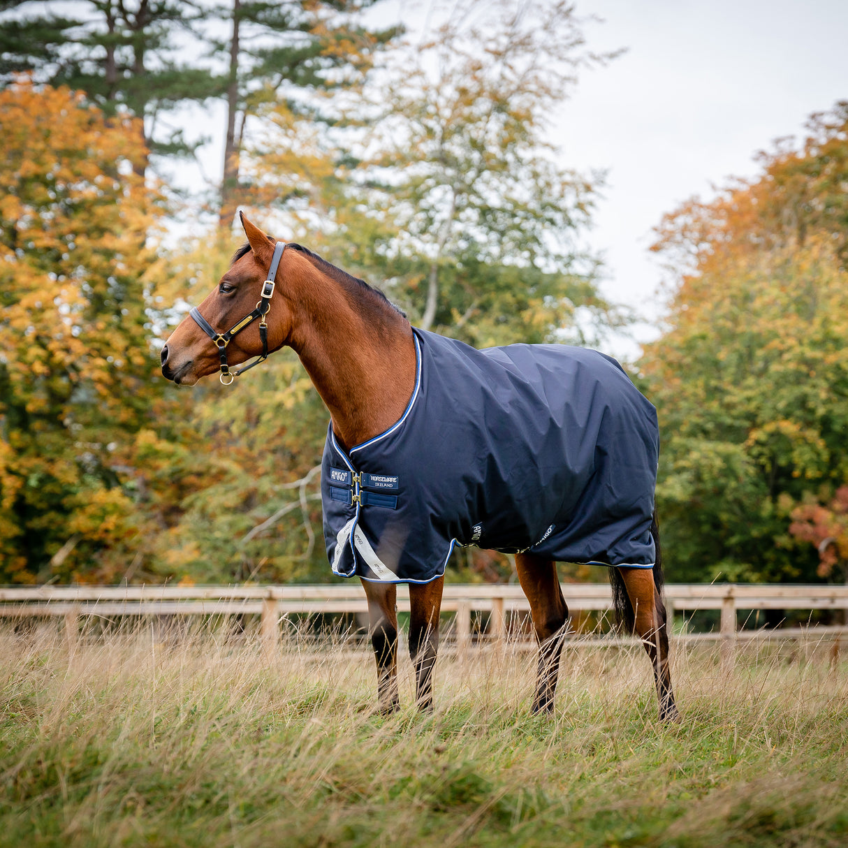 Horseware Amigo Bravo 12 Medium Weight Original Turnout Blanket- Navy/Blue