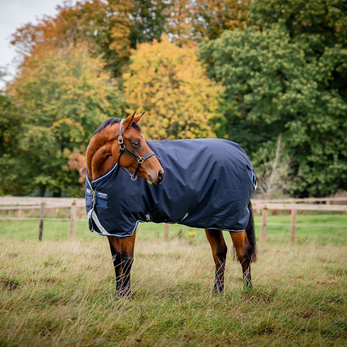 Horseware Amigo Bravo 12 Medium Weight Original Turnout Blanket- Navy/Blue