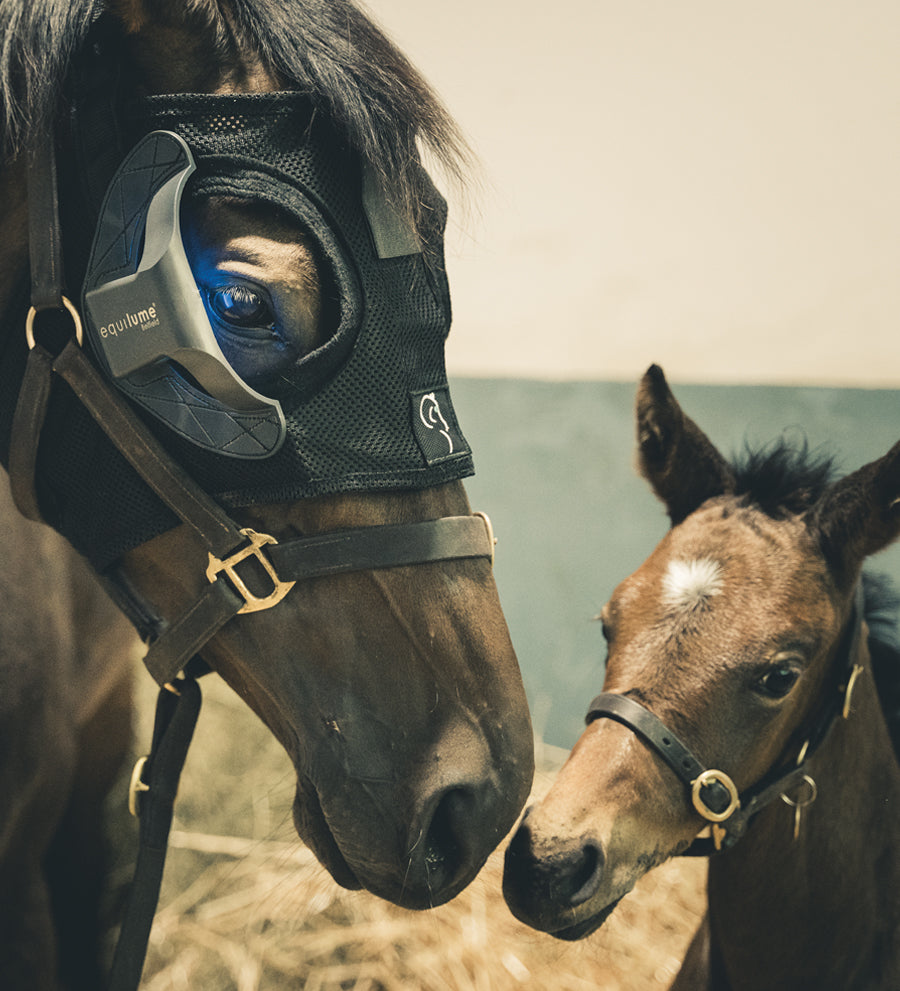 Equilume Belfield Single Season Breeding Light Mask