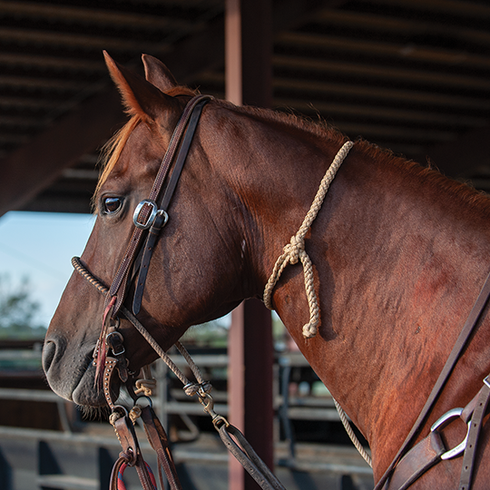 Rattler Ropes Quick Tie Neck Rope- Black