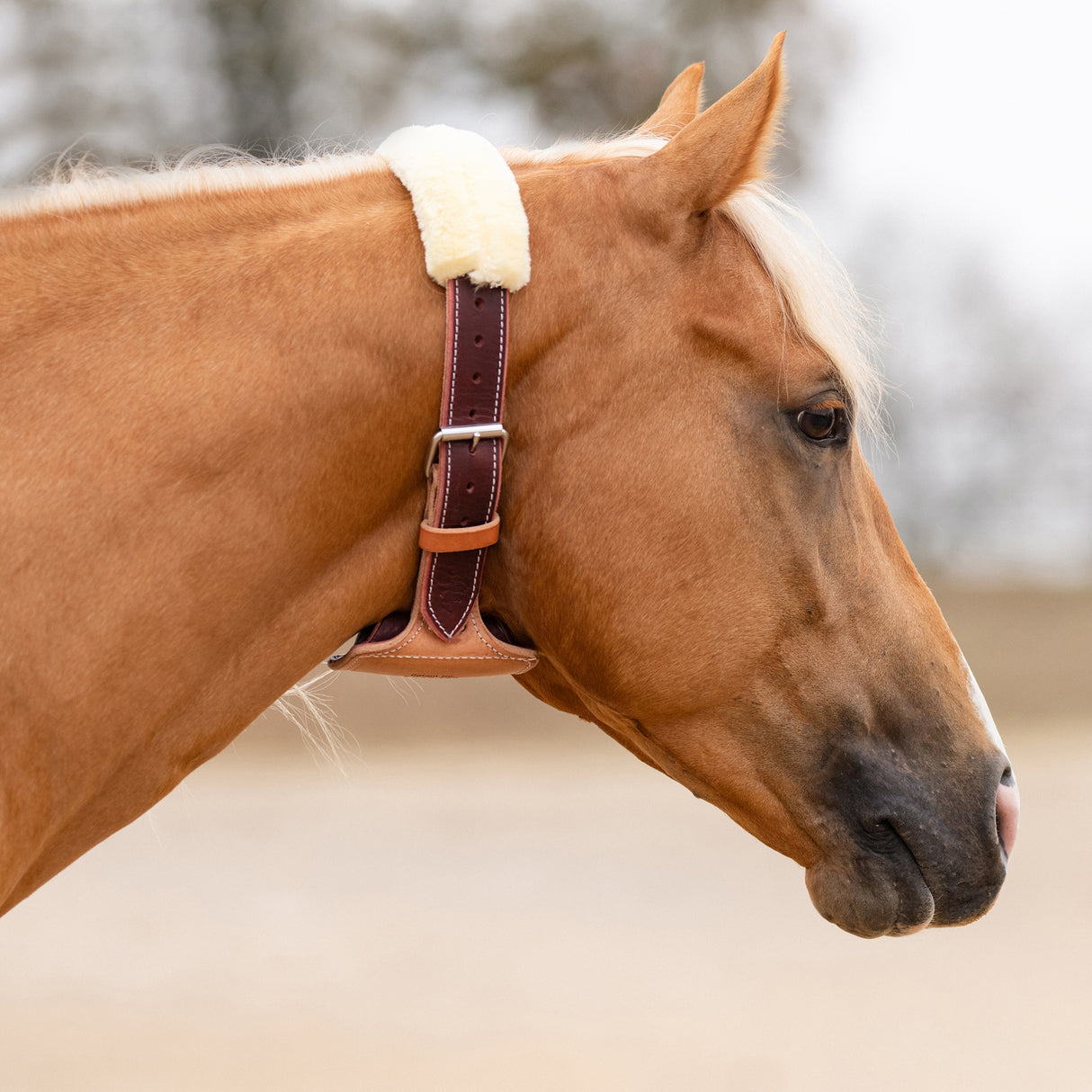 Professional's Choice "The Dare" Cribbing Collar