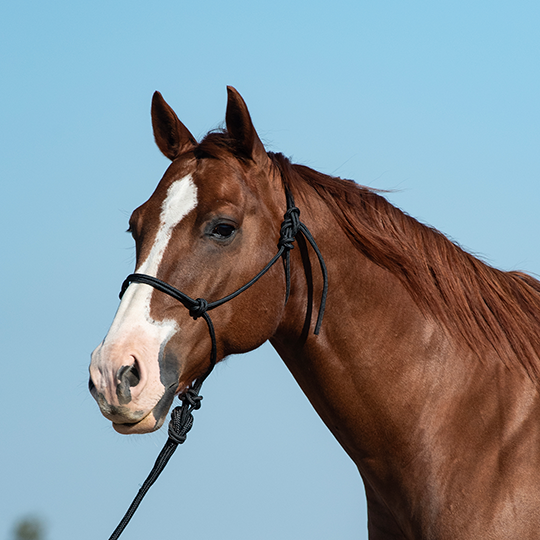 Classic Equine Rope Halter with 9' Lead Rope- Black