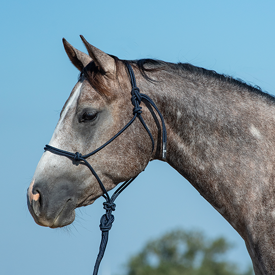 Classic Equine Rope Halter with 9' Lead Rope - Navy
