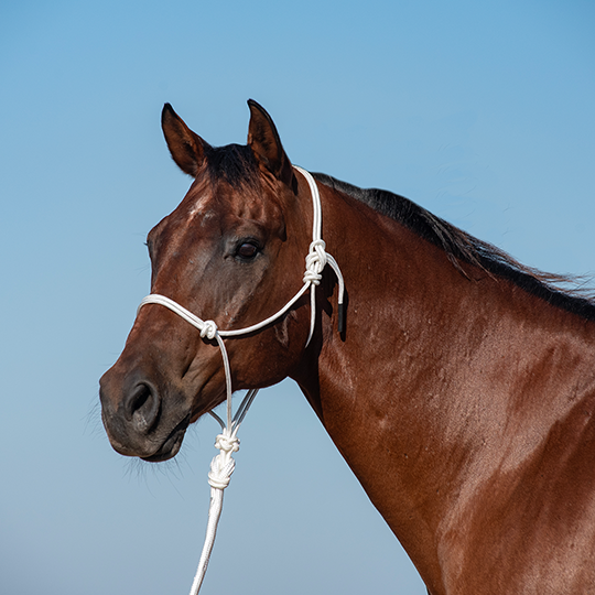 Classic Equine Rope Halter with 9' Lead Rope- White