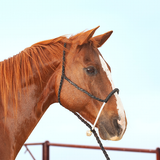 Classic Equine Rope Nose Halter with Lead- Black