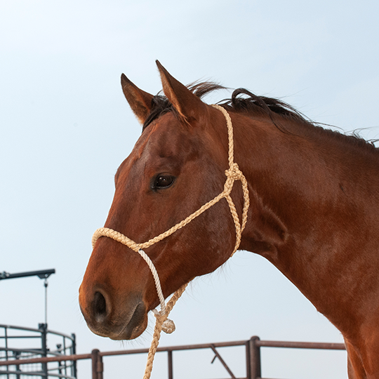 Classic Equine Rope Nose Halter with Lead- Tan
