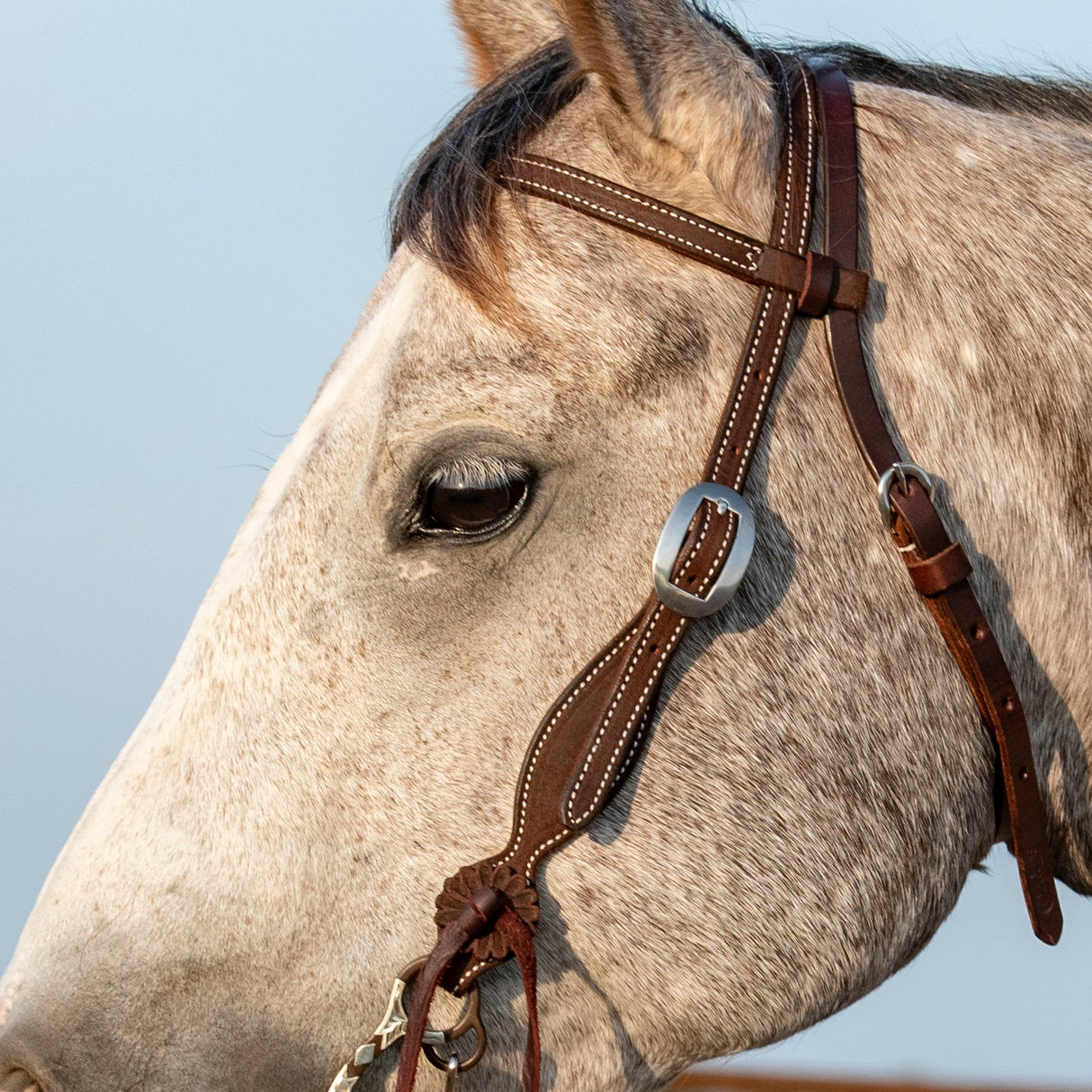 Martin Saddlery Chocolate Roughout Browband Headstall