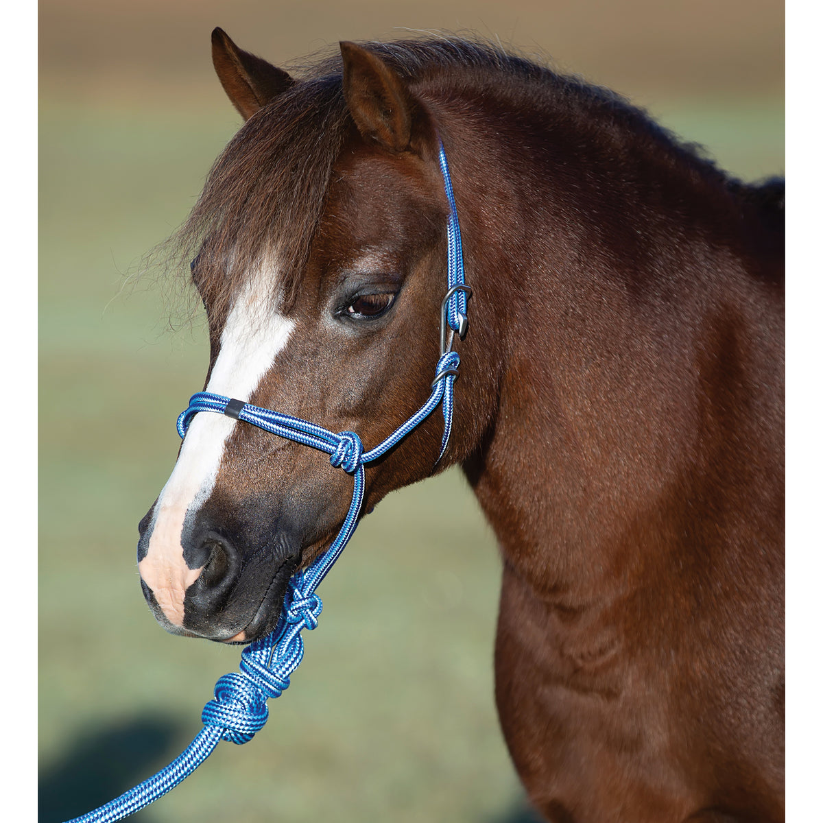 Professional's Choice Easy On Pony Rope Halter with Lead Rope- Turquoi