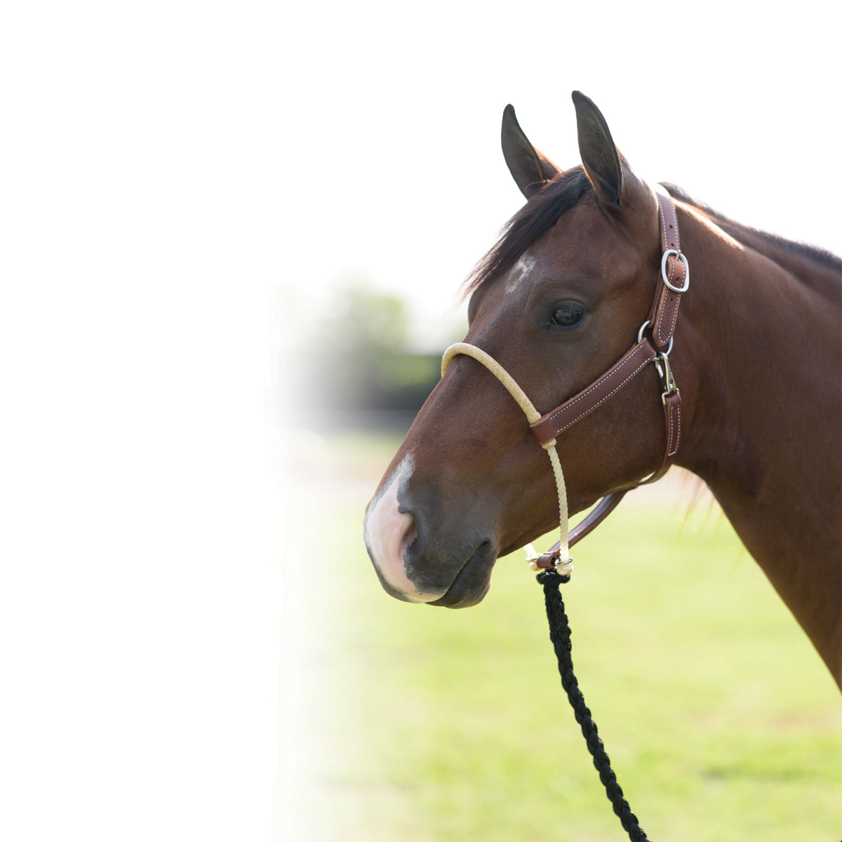 Professional's Choice Leather Halter w/ Rawhide Noseband
