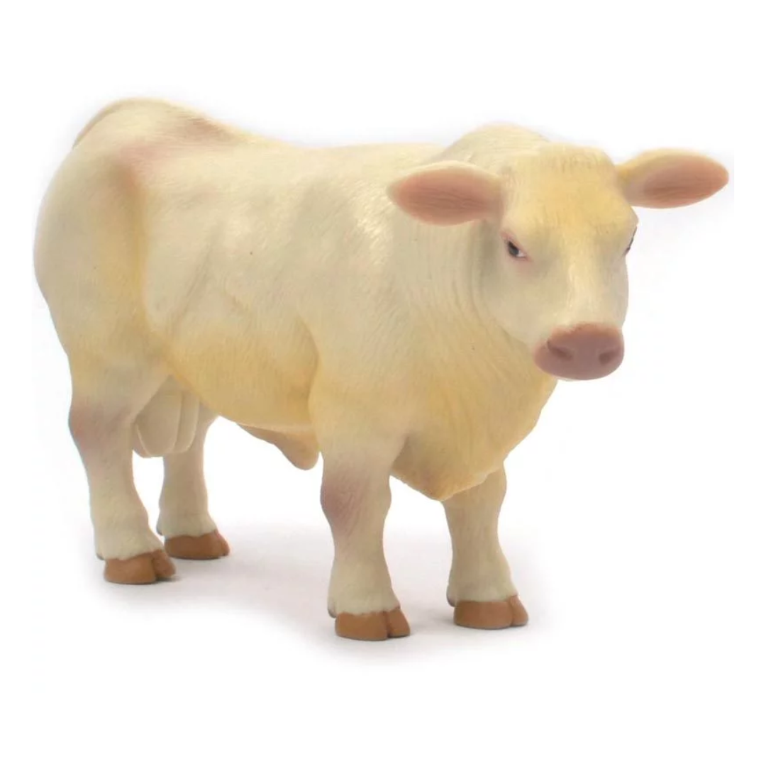 Little Buster Charolais Bull