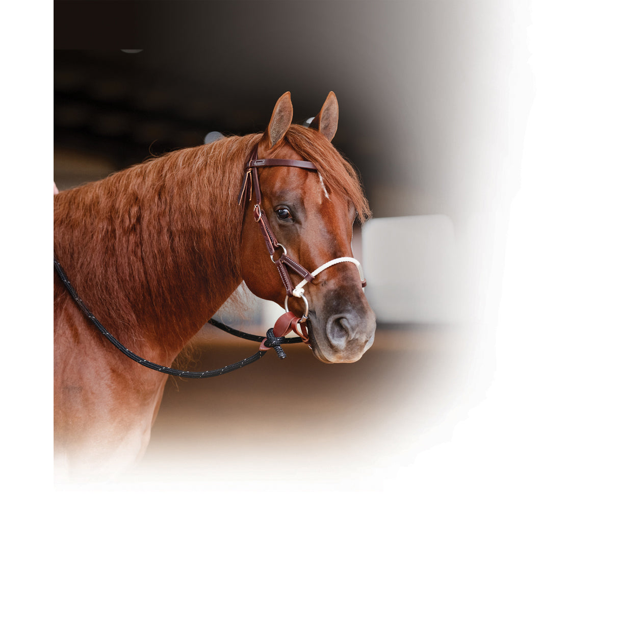 Professional's Choice Ranch Combination Bridle