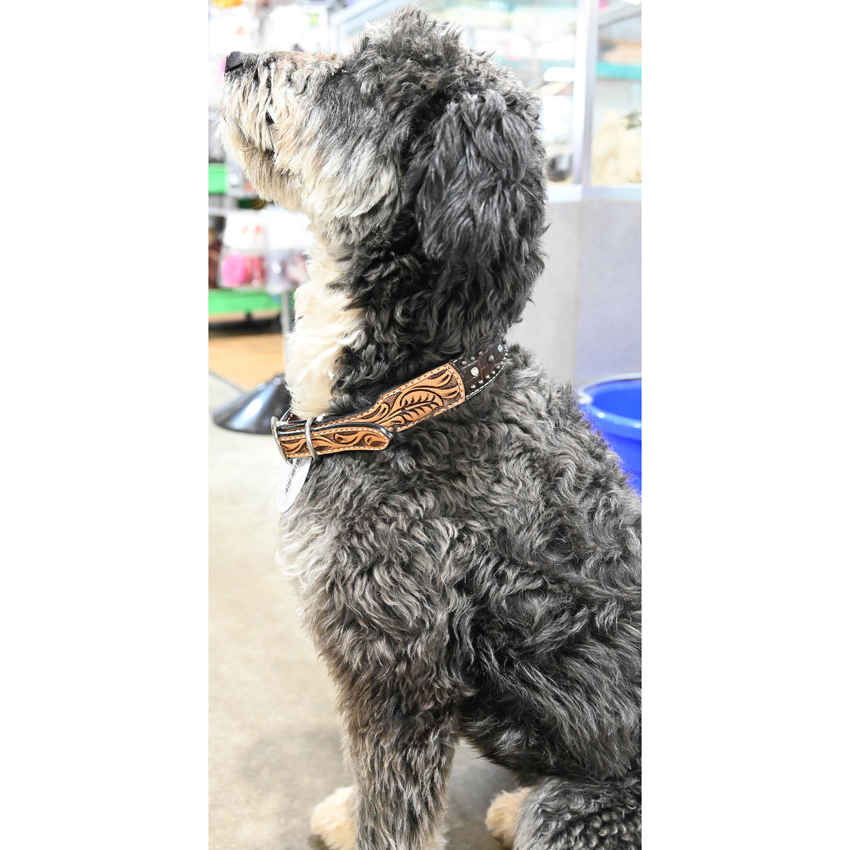 Rafter T Ranch Co. Dog Collar with Chocolate Gator Overlay and Studs