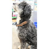 Rafter T Ranch Co. Dog Collar with Chocolate Gator Overlay and Studs
